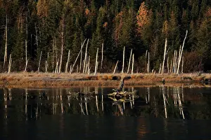 Chugach: Alaska dead trees in lake