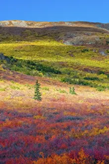 Pine: Alaska, Denali National Park. Autumn landscape