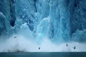 Calving: ALASKA - glaciers calving, Kenai Fjords National Park
