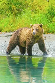 Arctos: Alaska, Lake Clark. Grizzly bear walks along the shoreline