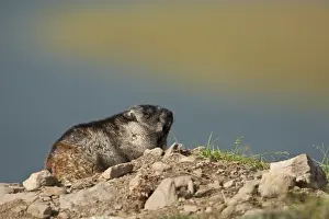 Marmots: Alaska Marmot sunbathing on a rock outside its burrow