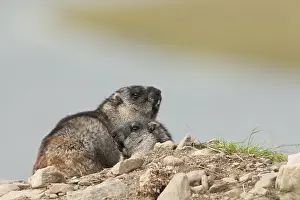 Marmot: Alaska Marmot sunbathing on a rock outside its burrow