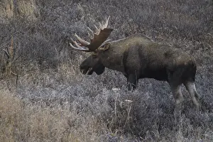 Gigas: Alaska Moose bull standing in the tundra grass at