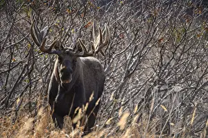 Gigas: Alaska Moose bull in the tundra grass - Bull moose