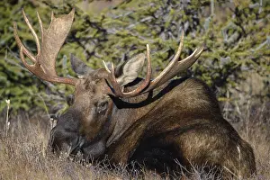 Gigas: Alaska Moose close up of bull laying by trees in