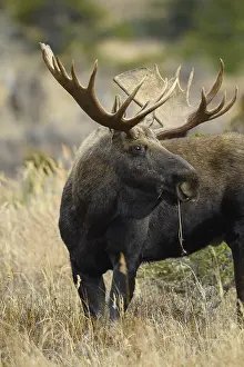 Chewing: Alaska Moose close up chewing on tundra grass -