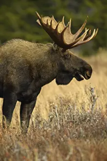 Gigas: Alaska Moose close up standing in tundra grass -