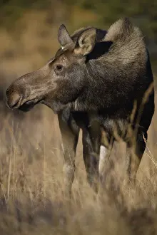 Gigas: Alaska Moose cow close up in the tundra grass -