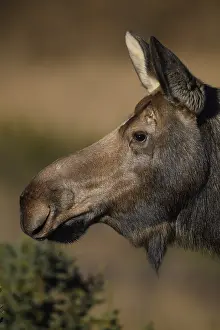 Gigas: Alaska Moose cow close up in the tundra grass -