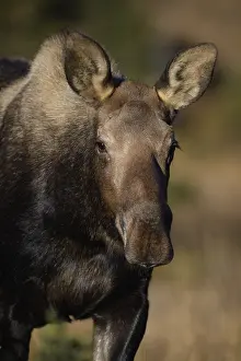 Gigas: Alaska Moose cow close up in the tundra grass -