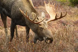 Gigas: Alaska Moose grazing in tundra grass - Bull moose