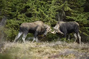 Gigas: Alaska Moose juveniles sparring in pine trees together