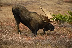 Gigas: Alaska Moose kneeling in tundra grass - Bull moose