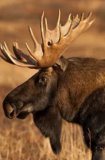 Tight: Alaska Moose male close up head shot - Close head