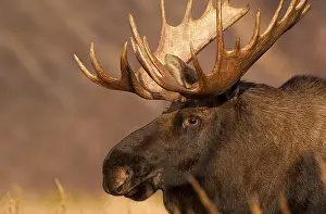 Tight: Alaska Moose male close up head shot - Close head