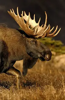 Gigas: Alaska Moose male close up head shot - Close head