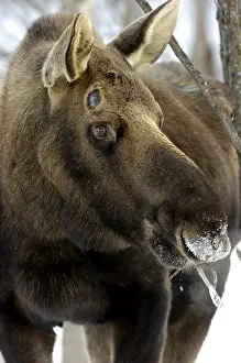 Tight: Alaska Moose old bull in the snow with buttons -