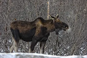 Breath: Alaska Moose old bull in the snow with buttons -
