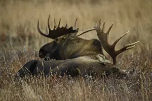 Gigas: Alaska Moose pair laying in tundra grass - Pair