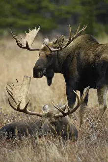 Gigas: Alaska Moose pair in tundra grass - Bull moose