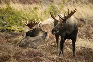 Alces: Alaska Moose standing and laying in tundra grass