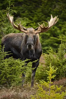 Gigas: Alaska Moose standing in the tundra grass - Bull