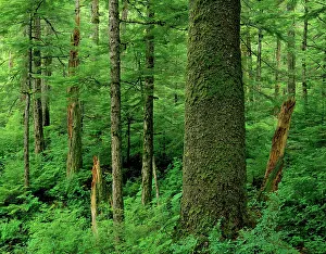 Tongass: Alaska - Old growth sitka spruce tree in Tongass
