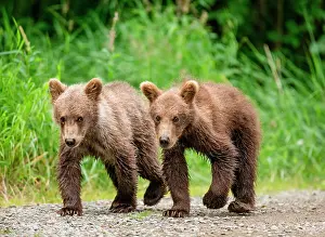 Litters: Two Alaska Peninsula brown bear (Ursus arctos ho