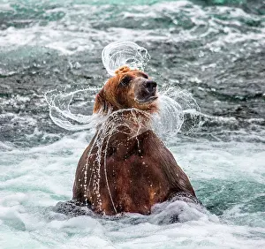 Splash: Alaska Peninsula brown bear (Ursus arctos horrib