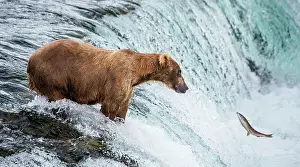 Steal: Alaska Peninsula brown bear (Ursus arctos horrib