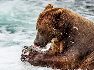 Biting: Alaska Peninsula brown bear (Ursus arctos horrib