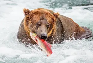Biting: Alaska Peninsula brown bear (Ursus arctos horrib