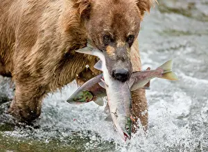 Biting: Alaska Peninsula brown bear (Ursus arctos horrib