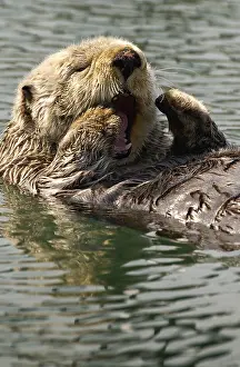 Enhydra: Alaska Sea Otter swimming - Alaska Sea Otter swimming