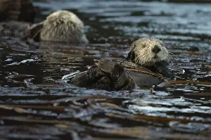 Enhydra: Alaska Sea Otter swimming - Alaska Sea Otter swimming
