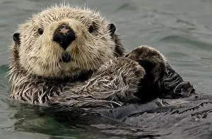 Otters: Alaska Sea Otter swimming - Alaska Sea Otter swimming
