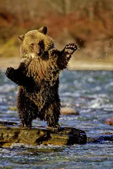 Mary: Alaska, USA, Grizzly Bear, Ursus arctos
