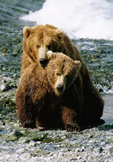 Huddled: ALASKAN BROWN BEAR