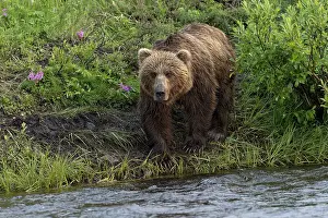 Alagnak River: Alaskan brown bear along Alagnak River, Alaska