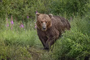 Alagnak River: Alaskan brown bear along Alagnak River, Alaska