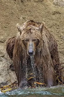 Alagnak River: Alaskan brown bear along Alagnak River, Alaska