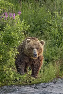 Alagnak River: Alaskan brown bear along Alagnak River, Alaska