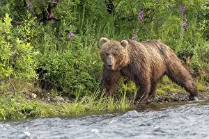 Alagnak River: Alaskan brown bear along Alagnak River, Alaska