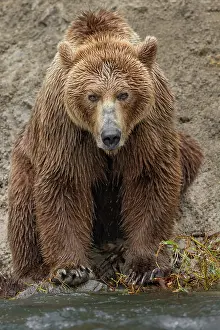 Alagnak River: Alaskan brown bear along Alagnak River, Alaska