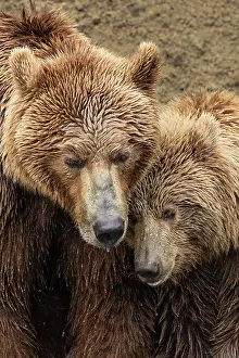 Alagnak River: Alaskan brown bear along Alagnak River, Alaska