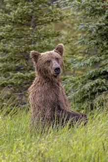 Alagnak River: Alaskan brown bear along Alagnak River, Alaska