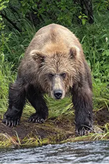 Alagnak River: Alaskan brown bear along Alagnak River, Alaska