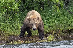 Alagnak River: Alaskan brown bear along Alagnak River, Alaska
