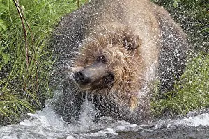 Alagnak River: Alaskan brown bear along Alagnak River, Alaska