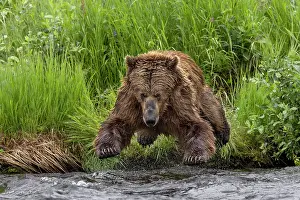 Leaping: Alaskan brown bear along Alagnak River, Alaska